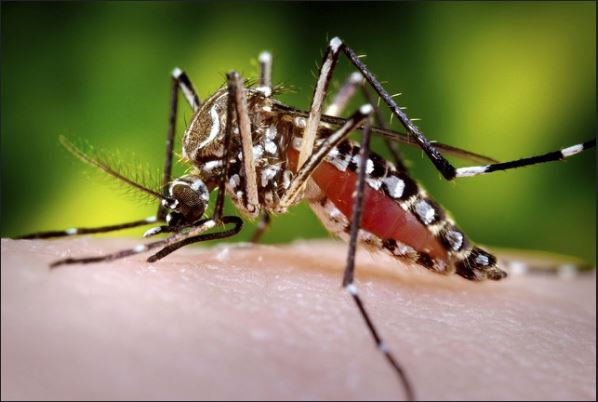 Aedes aegypti - fêmea sugando sangue, é o transmissor da febre amarela naas áreas urbanas