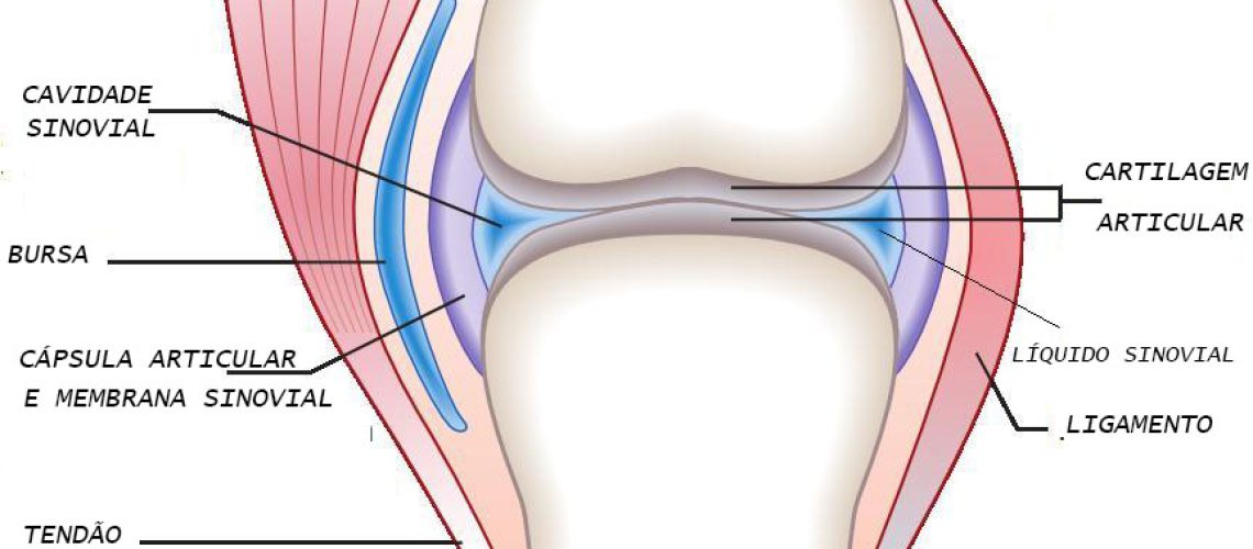 Acompanhe neste esquema, a descrição das estruturas descritas no texto